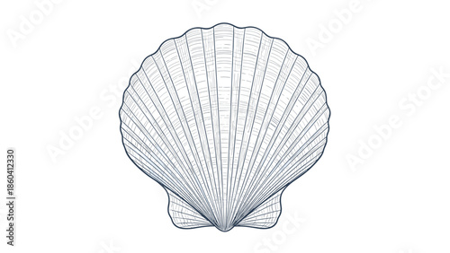 An intricate and detailed line art illustration of a scallop seashell, drawn in a vintage engraving or etching style with fine blue lines.