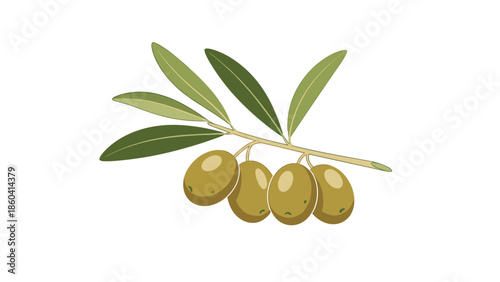 Branch of green olives with leaves shown in a botanical illustration style representing Mediterranean cuisine and health.