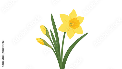 A lovely illustration of a yellow daffodil flower in bloom, with two closed buds and long green leaves, depicted in a simple, clean flat style.