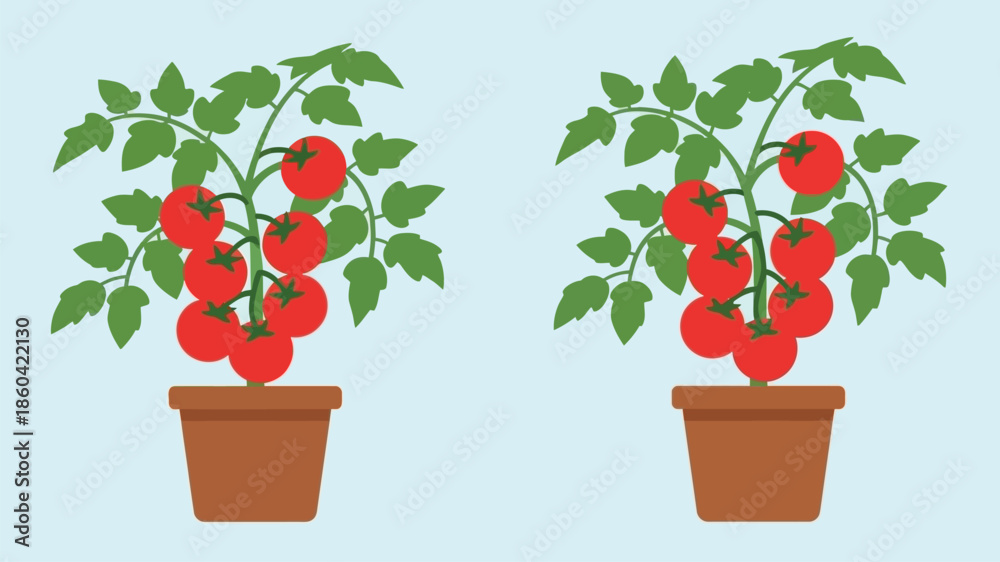 Fototapeta premium Two tomato plants in pots displaying ripe red tomatoes and green foliage
