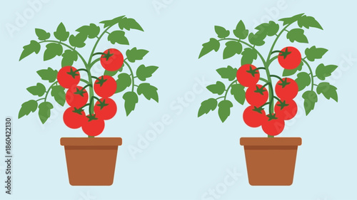 Two tomato plants in pots displaying ripe red tomatoes and green foliage