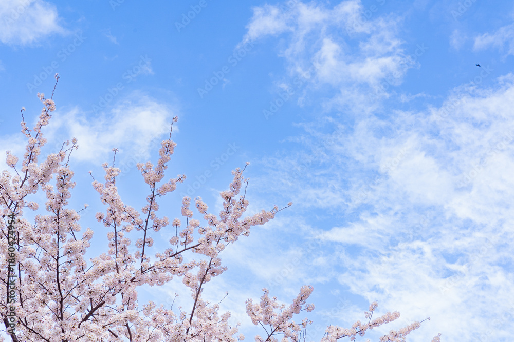Obraz premium 桜の花と青空