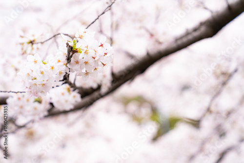 咲き誇ろ桜の花びら