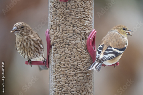 House finch and Goldfinch share sunflower seeds at feeder in winter