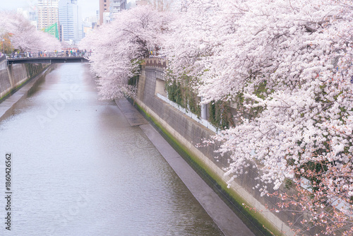 目黒川の水面につきそうな桜並木