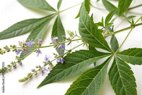 Vitex negundo leaves and flowers close-up