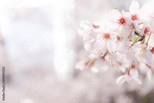 ビル群と桜の花のクローズアップ