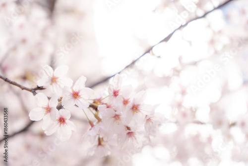 満開の桜と桜の花のクローズアップ