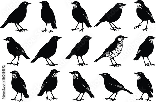 PrintBlack bird silhouettes set, diverse thrush and songbird profiles, vector collection of standing garden birds, nature design elements for creative projects.