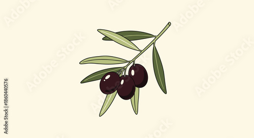 Illustration of a Mediterranean olive branch with ripe dark purple olives and green leaves for gourmet food packaging and healthy oil labels.