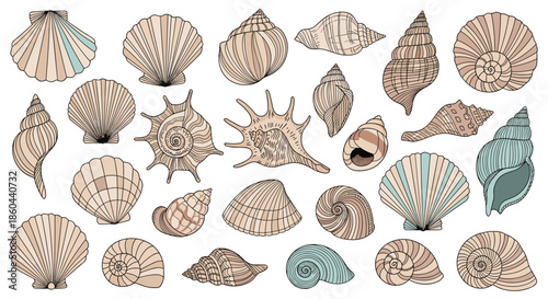 Large collection of various seashells including conch scallop and snail shells with detailed textures and patterns.