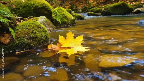 Autumn Maple Leaf Floating on Clear Forest Stream