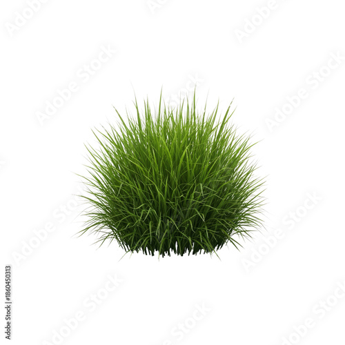 Clump of lush grass in darkness