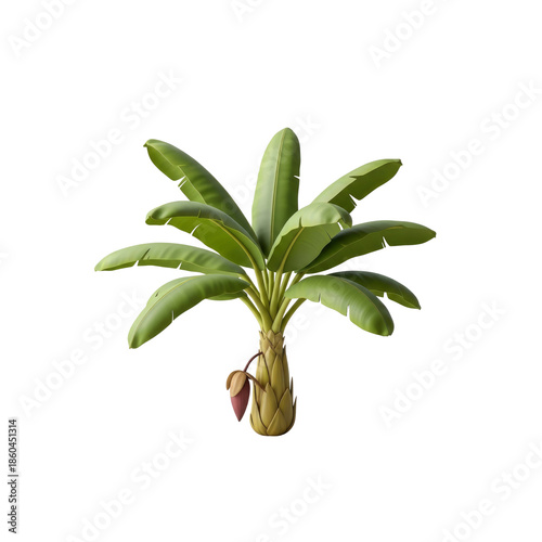 Banana tree with flower