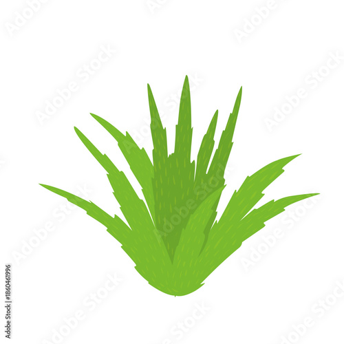 Green aloe vera plant illustration. Herbal plant. Aloe vera flat design. Aloe vera plant vector. Aloe vera skincare