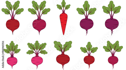 Beetroot and carrot vegetable collection with different root shapes and leafy tops isolated on white background flat vector illustration