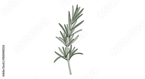 Detailed illustration of a single fresh rosemary sprig with needle like green leaves on a clean white background for herb spice.