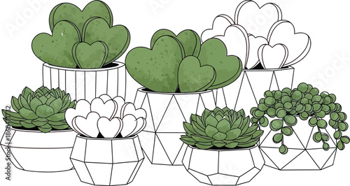 Illustration of multiple potted succulents in decorative containers