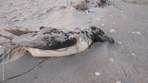 Vogelsterben
