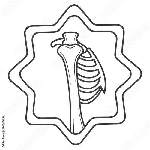Anatomy of Shoulder Blade: An artistic illustration of the human shoulder blade, showcasing its delicate structure and bony components with precision and clarity.