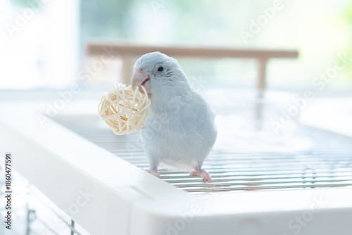 Cute blue pastel Pacific Parrotlet playing and chewing on a rattan ball toy on top of a wire cage.
