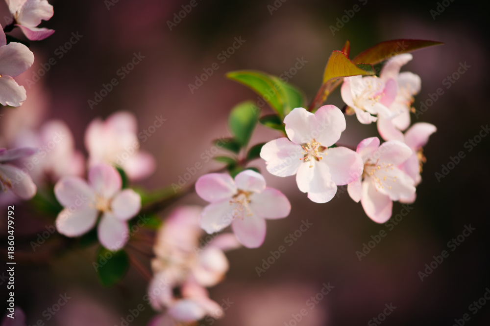 Obraz premium Close-up of pink crabapple flower in spring sunlight with soft focus background