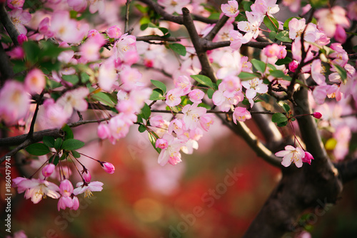 Blooming pink crabapple flowers on a branch in spring sunlight