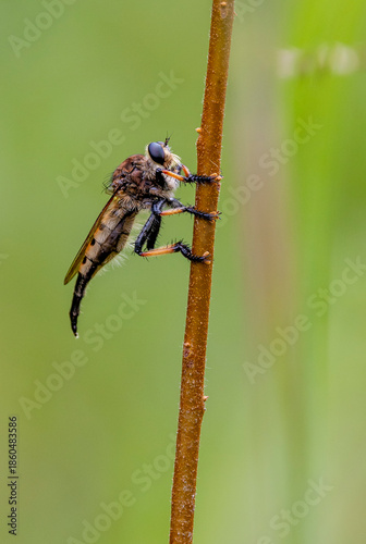 Red Footed Cannibal Fly on Stalk in Carnivorous Plant Garden Insect Background Green Lavender