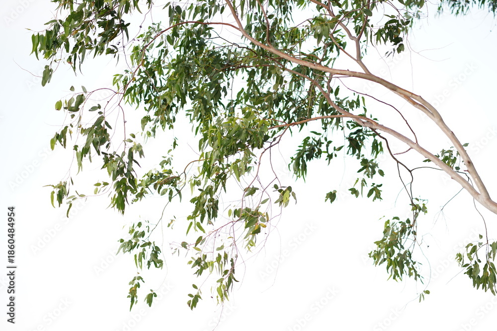 Fototapeta premium Lush Green Leaves Against Bright White Background Evoking a Sense of Calm and Serenity in Nature, Perfect for Nature Themes and Wellness Concepts