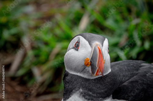 Portrait of adult atlantic puffin, fratercula arctica, Wales, UK