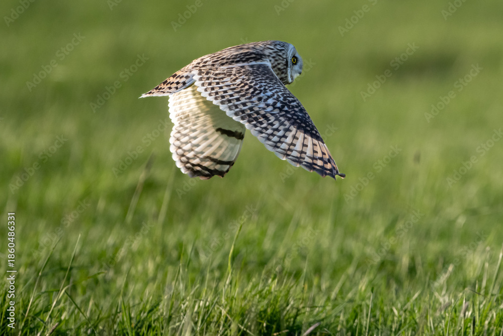 Fototapeta premium Sumpfohreule (Asio flammeus )