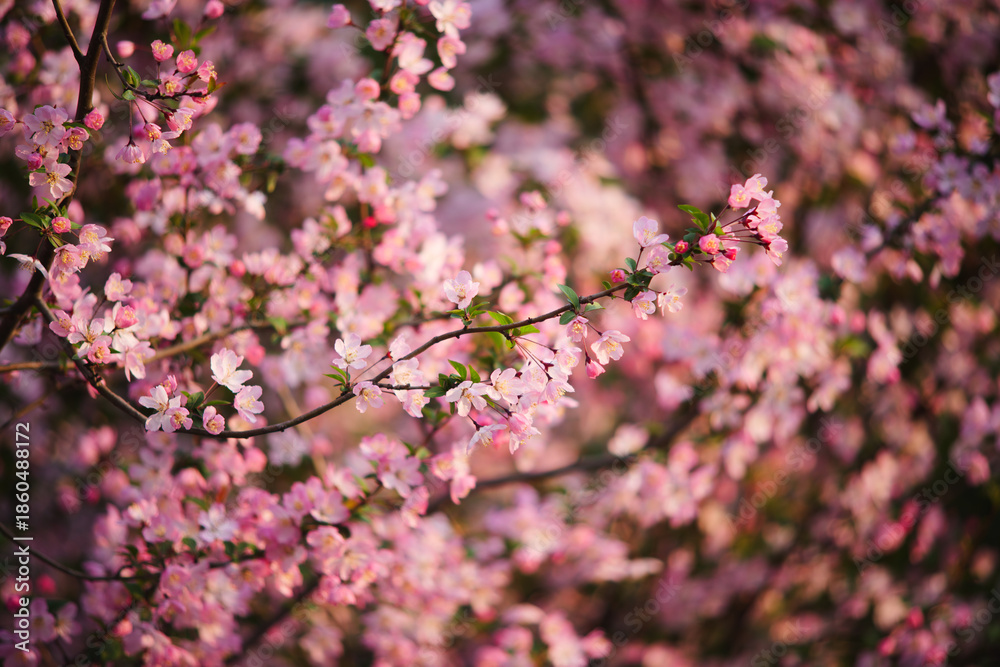 Obraz premium Pink crabapple flowers blooming on branches in spring garden