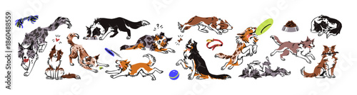 Set of cute Border Collies. Herding dog is working, playing and running. Funny puppies sleep, have fun and eat. Happy pets, domestic animals. Flat isolated vector illustrations on white background.