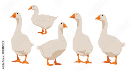 Group of five domestic white geese standing and looking in different directions depicted in a clean and simple flat vector illustration.