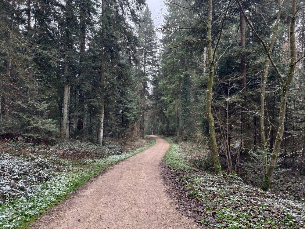 Fototapeta premium Narrow winding path through a dense pine forest during first snowfall in winter.