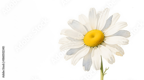 Wallpaper Mural Fresh and airy white daisy illustration featuring botanical accuracy and wide copy space. Torontodigital.ca