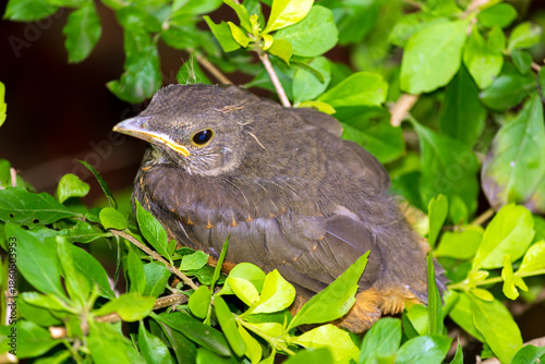 Sabiá Laranjeira IMG_2386