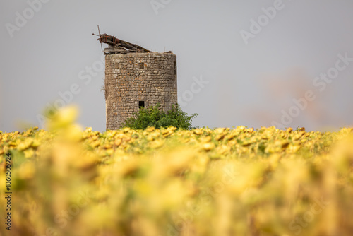 Φωτογραφία abandoned windmill in sunflower field, Image shows an old abandoned damaged wind