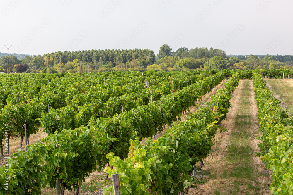 Obraz premium Grape vine fields in the French countryside, Image shows one of many rows of grape vines in a large field to be used as wine in the local winery 