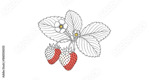 A delicate botanical illustration of a strawberry plant with leaves flowers and partially colored berries in a clean line art style.