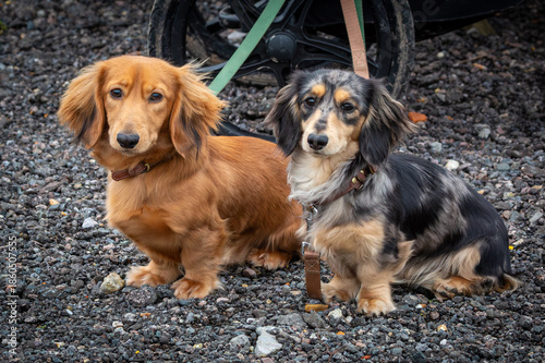 Fotografie 9 month old long haired miniature daschund puppies, Image shows two brothers one