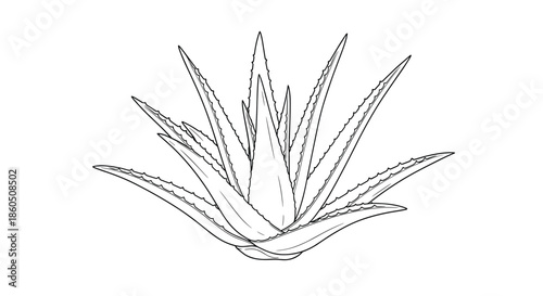 Detailed black and white line art illustration of a lush aloe vera plant known for its medicinal and cosmetic properties.