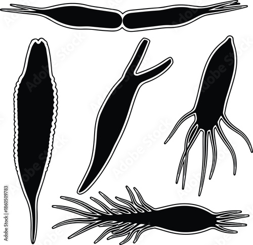 Silhouette Abstract Microscopic Organisms Set White Outline Biological Forms Vector Illustration