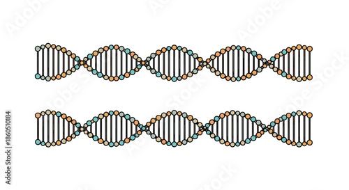 A colorful scientific illustration of two DNA double helix strands showing the complex structure of genetic information coding.