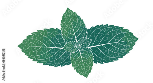A fresh green sprig of mint leaves with a detailed texture and gradient color isolated on a white background for culinary or cosmetic use.