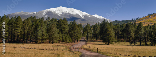 Dirt Road Through Pine Forest to Snowcapped Mountain