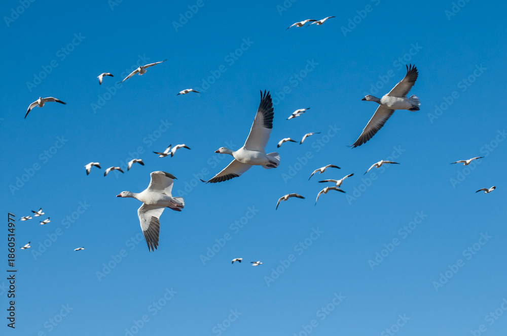 Fototapeta premium Snow Geese in Flight