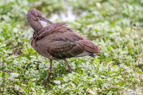 Photos Glossy Ibis feeding on waterlogged ground, preening
