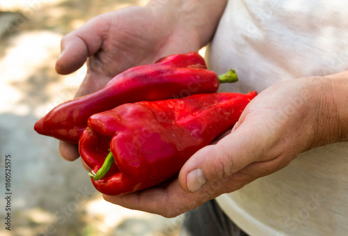 red pepper in hands