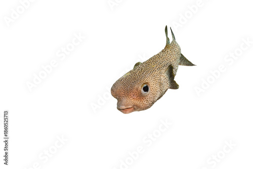 Cute Spotted Porcupinefish Diodon Hystrix Front Angle Isolated